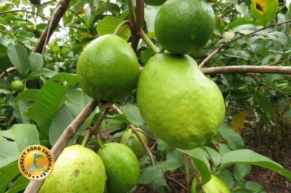 guava on plant 2