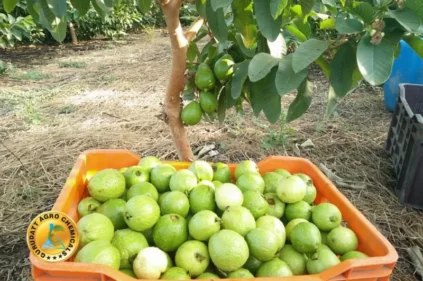guava production